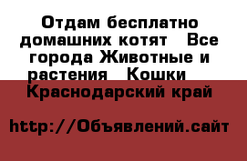 Отдам бесплатно домашних котят - Все города Животные и растения » Кошки   . Краснодарский край